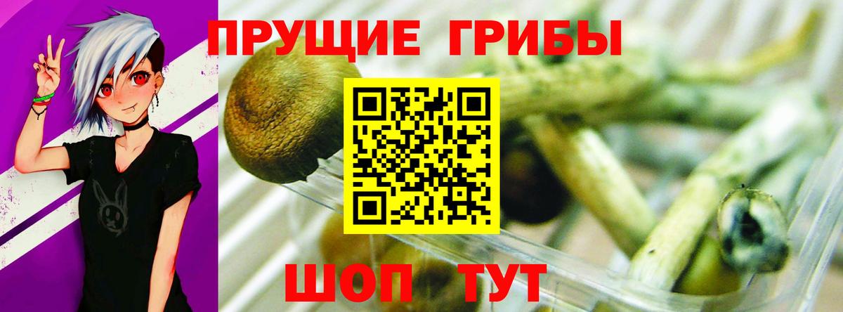 купить наркотики сайты  Галлюциногенные грибы MAGIC MUSHROOMS  Вход с VPN  Сафоново 